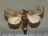 Busseola sp1